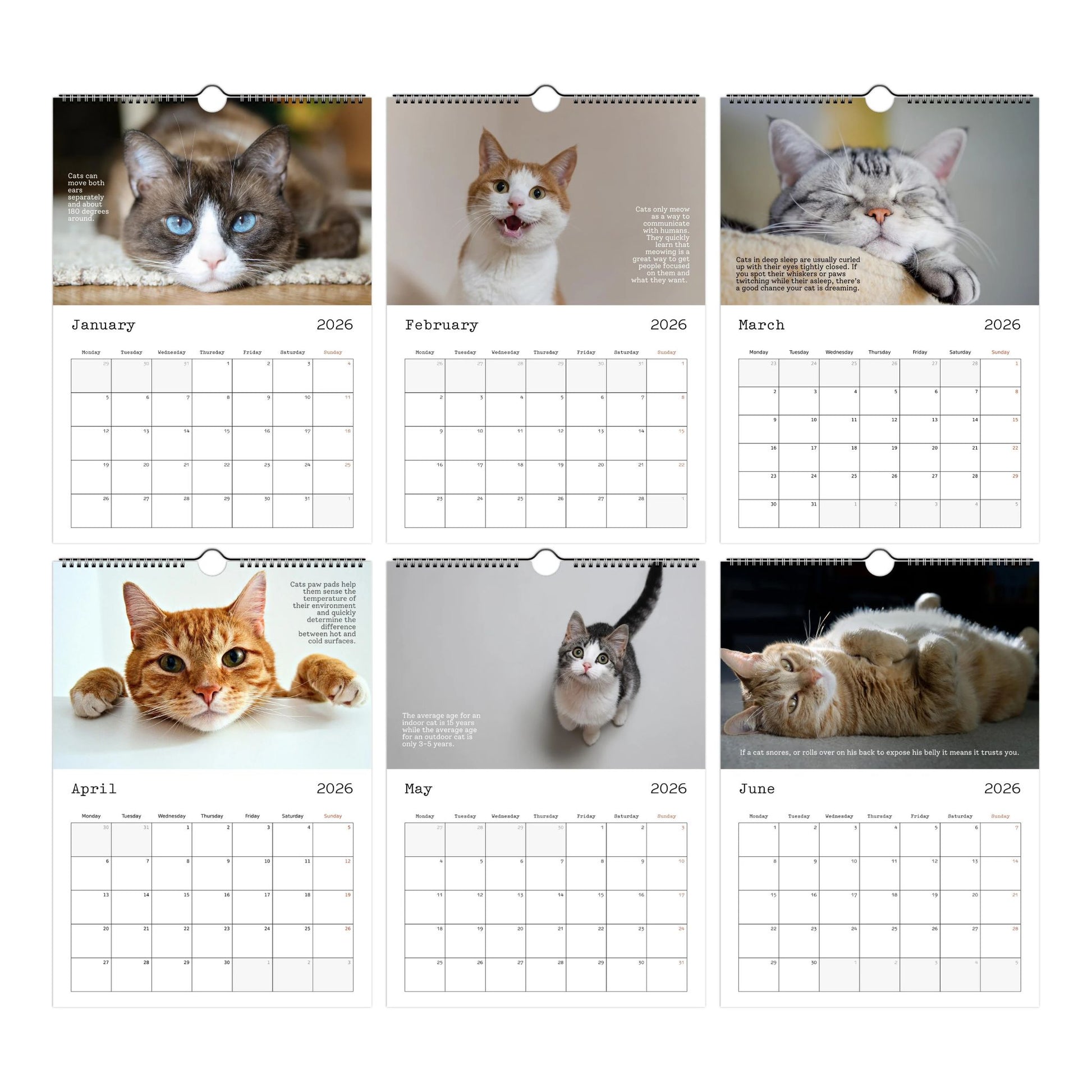 Cute Cats and Facts Wall Calendar 2026 (January to June Thumbnails)