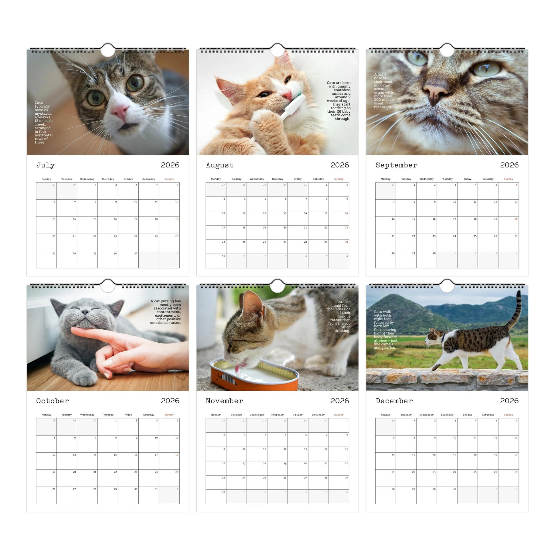 Cute Cats and Facts Wall Calendar 2026 (July to December Thumbnails)