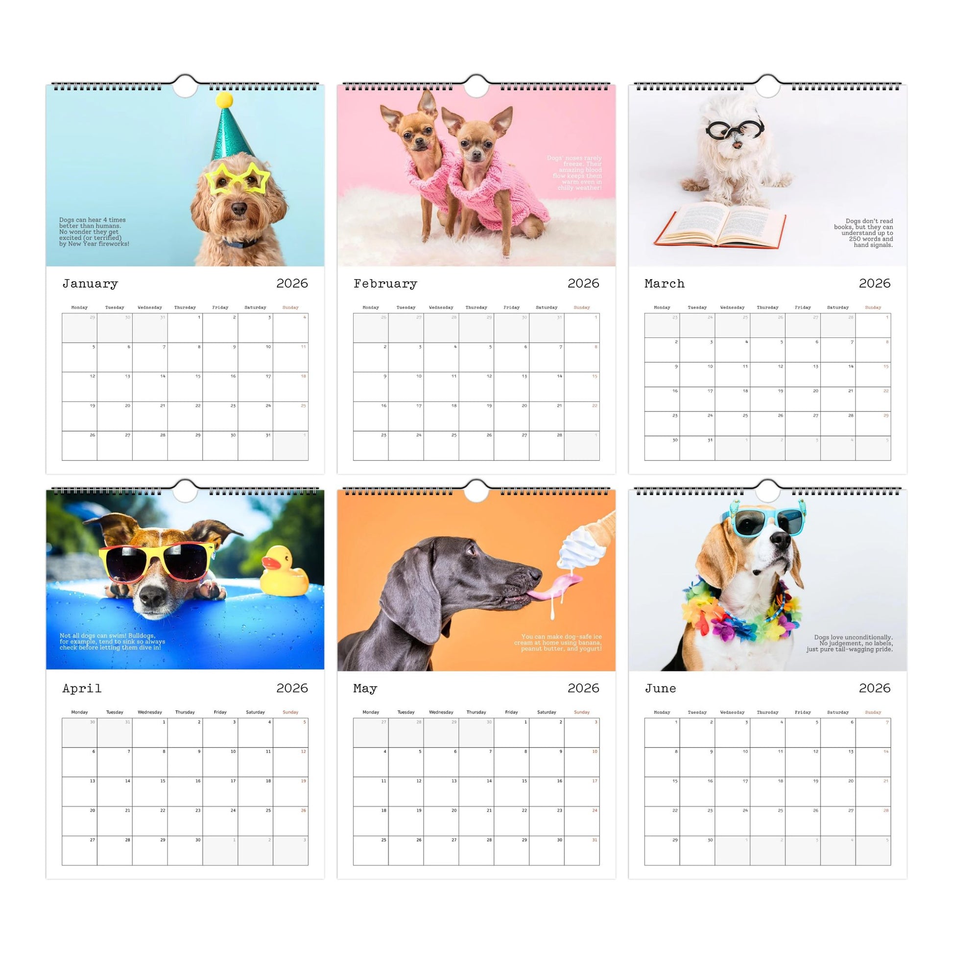Cute Dogs and Facts Wall Calendar 2026 (January to June Thumbnails)