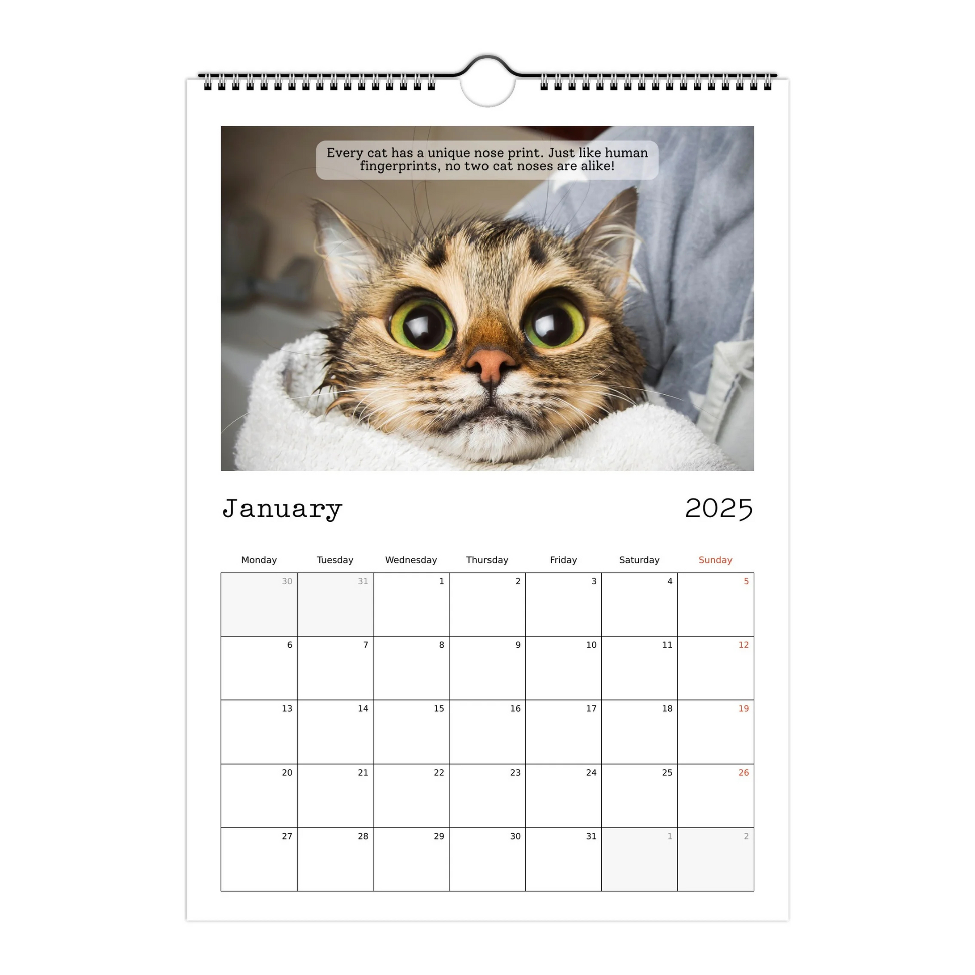 Cute Cat Facts Calendar 2025