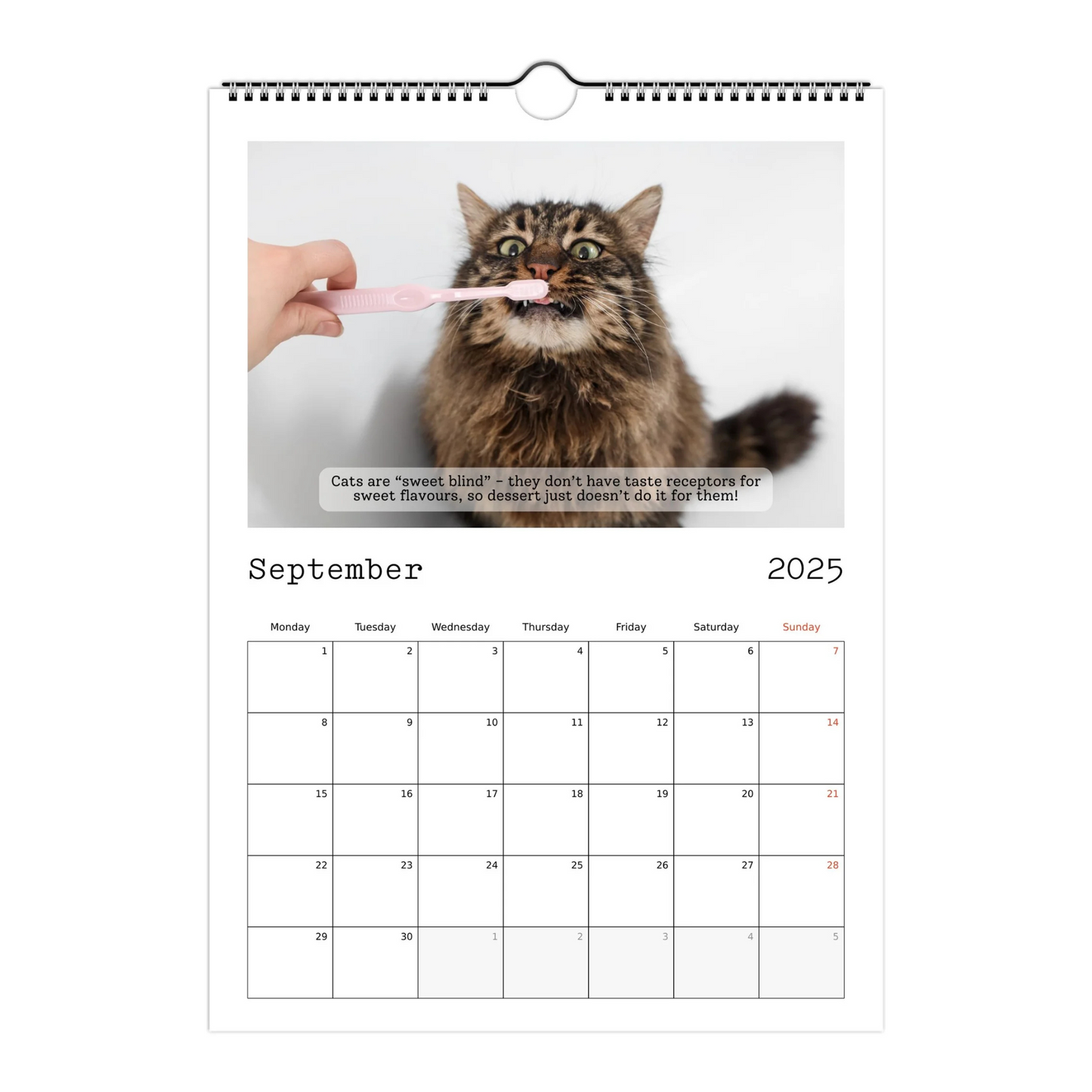 Cute Cat Facts Calendar 2025