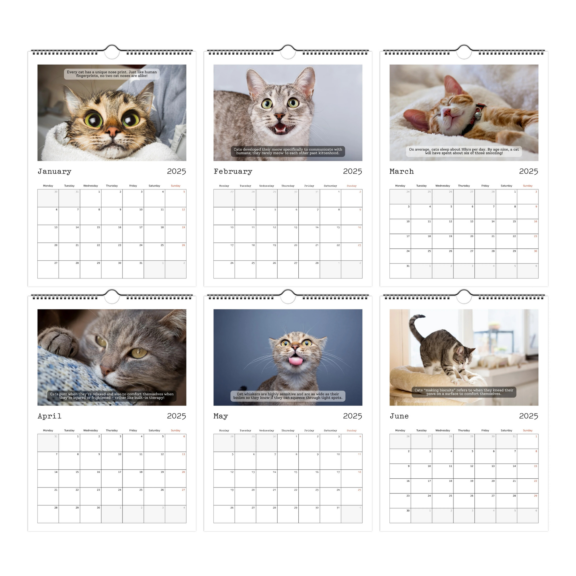 Cute Cat Facts Calendar 2025