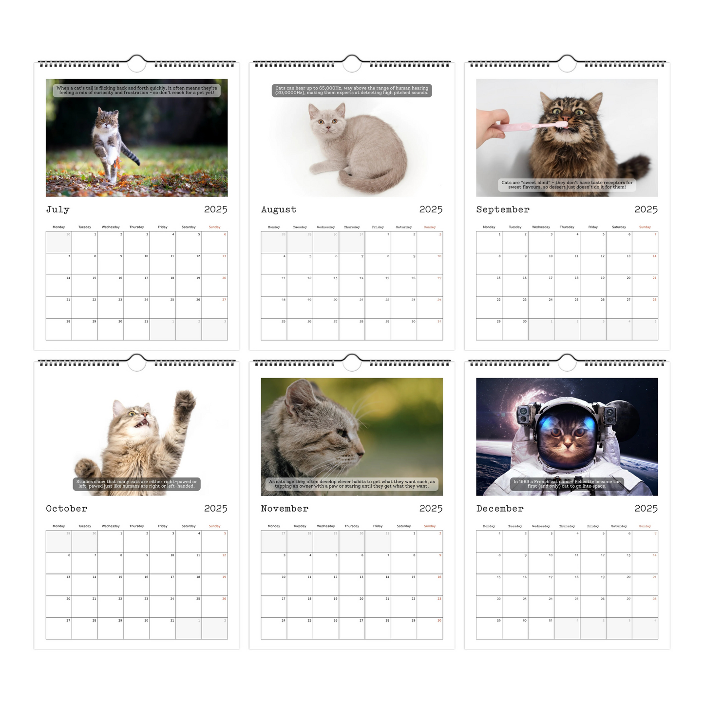 Cute Cat Facts Calendar 2025